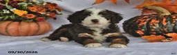 Bernedoodle dogs for sale: Conner - Ad 4