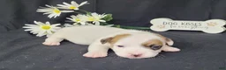 Jack Russell Terrier dogs for sale: NASH purebred CKC Registered  - Ad 2