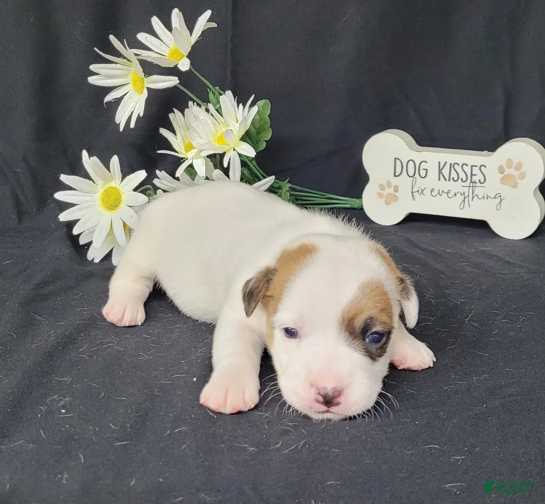 Jack Russell Terrier dogs for sale: NASH purebred CKC Registered  - Ad 2