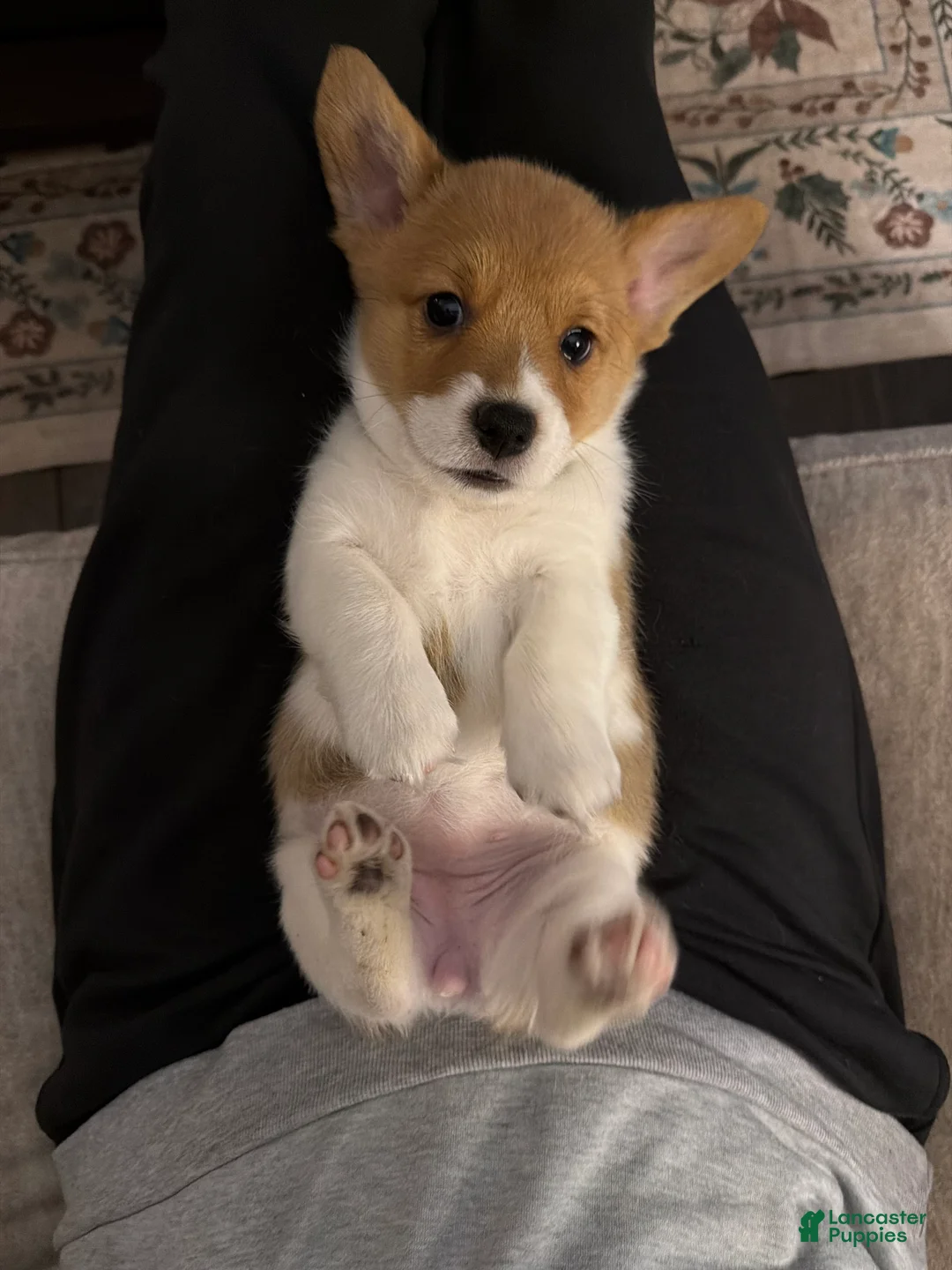 Welsh Corgi Pembroke dogs for sale: Ariel - green - Ad 6