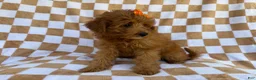 Mini Aussiedoodle dogs for sale: Ohana - Ad 8