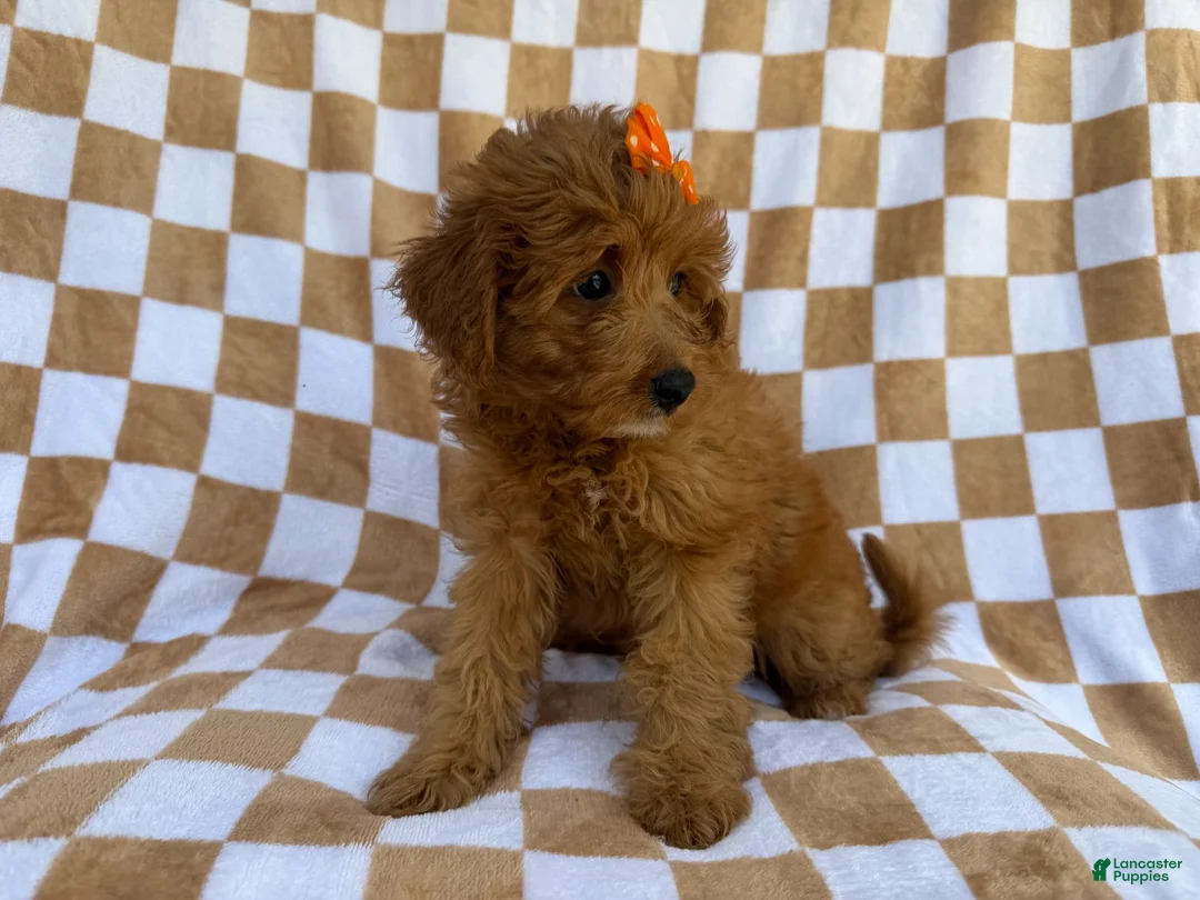 Mini Aussiedoodle dogs for sale: Ohana - Ad 8