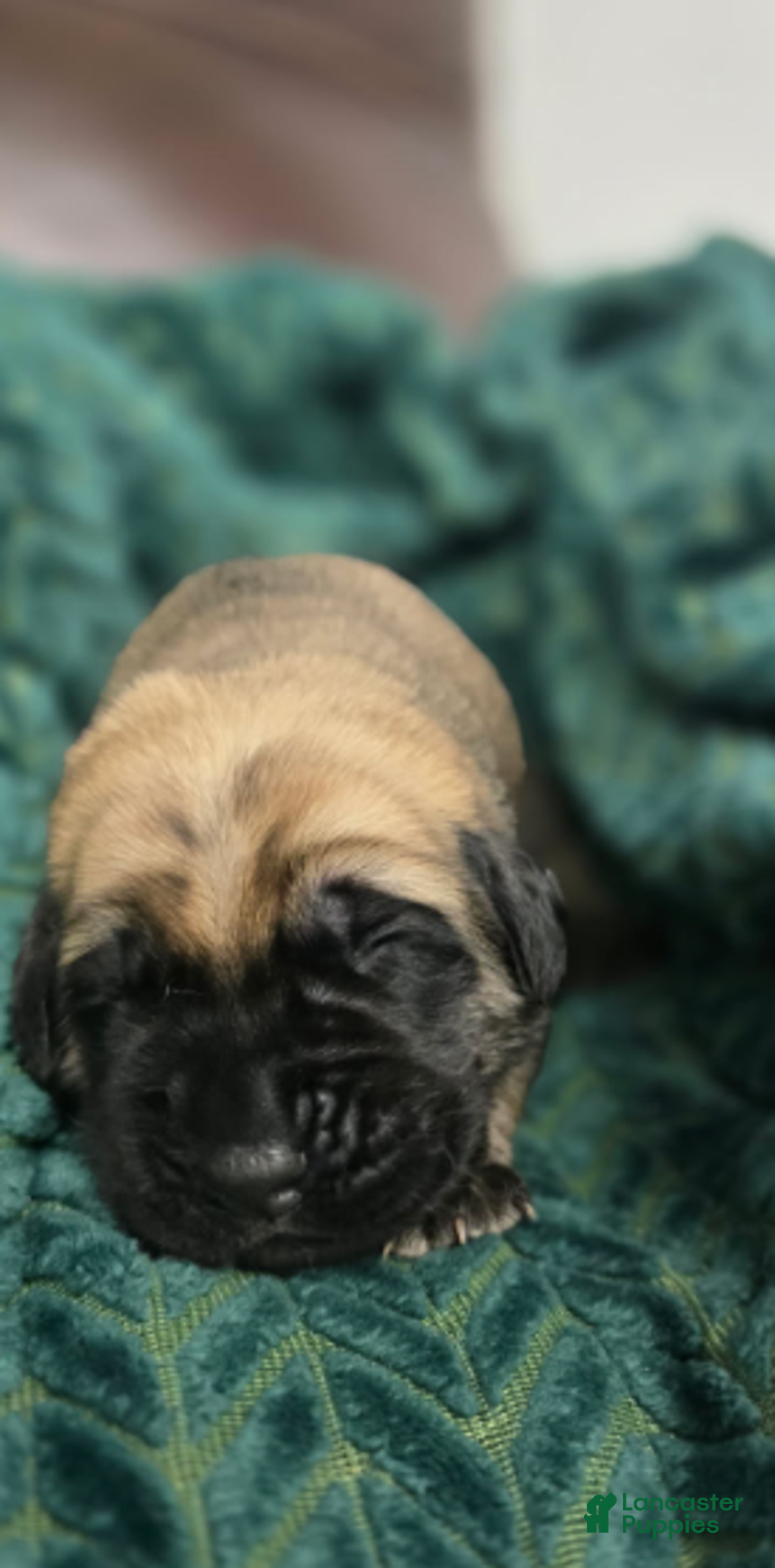 English Mastiff dogs for sale: Claus - Ad 6