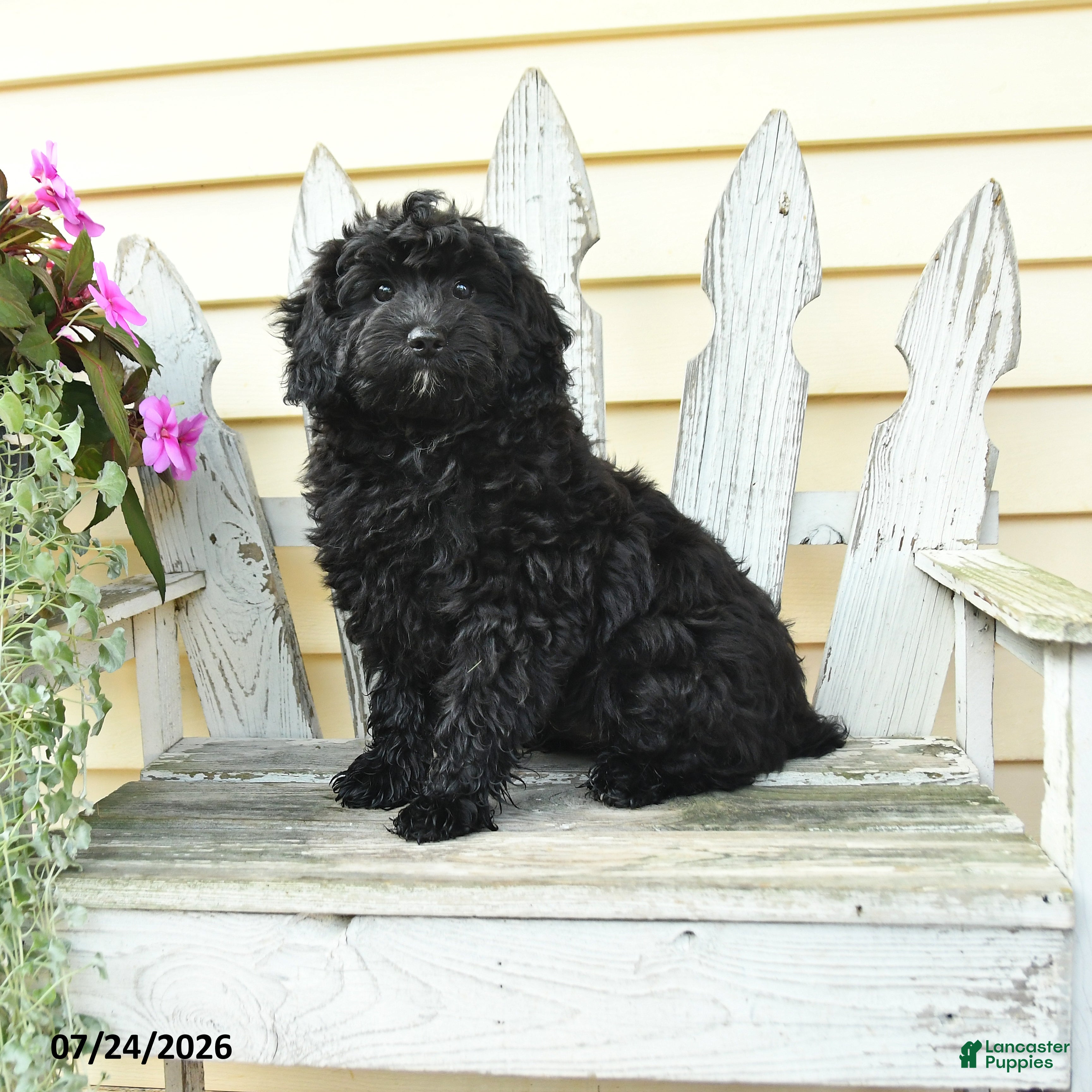 Aussiedoodle dogs Rex - Ad 2