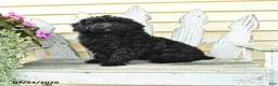 Aussiedoodle dogs for sale: Rex - Ad 2