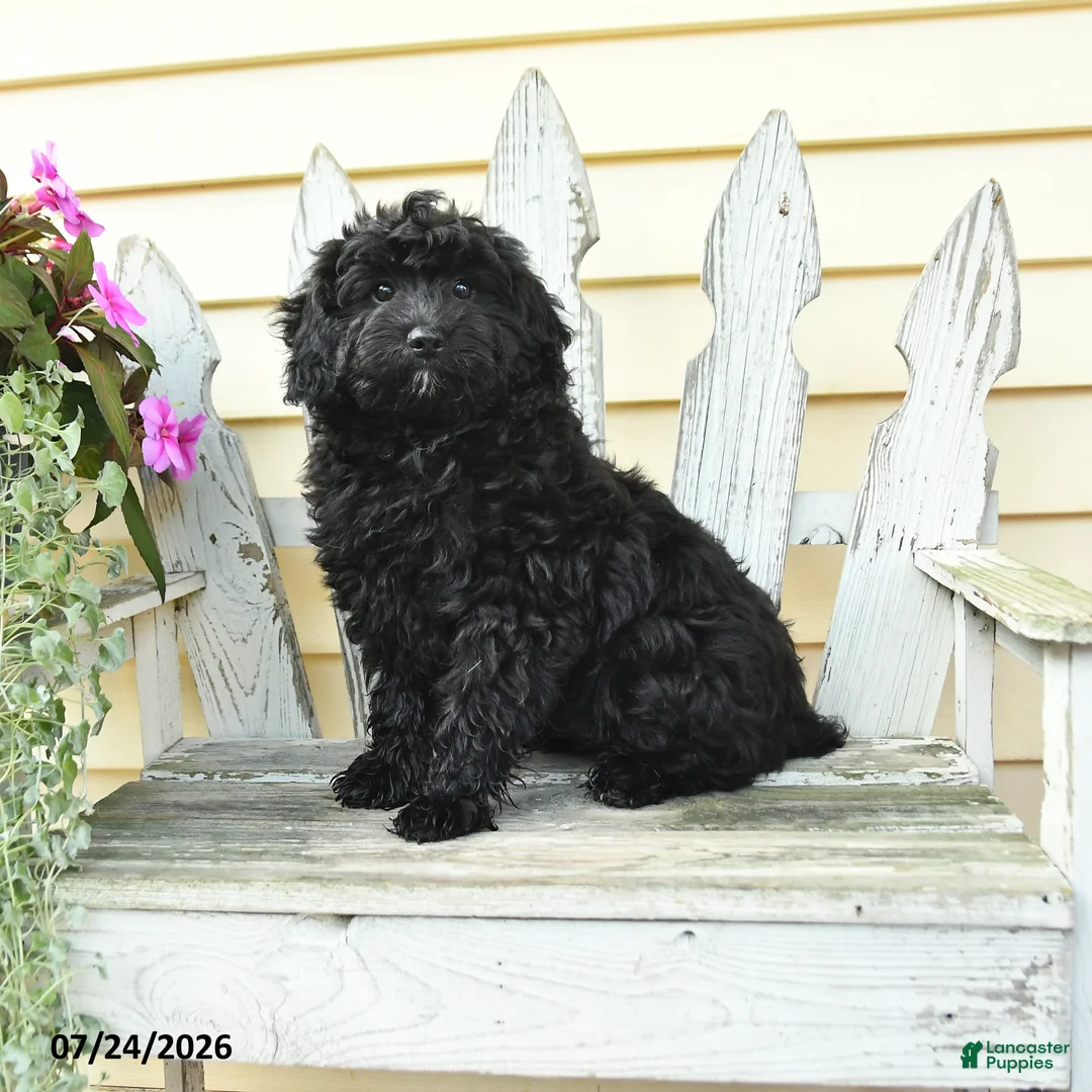 Aussiedoodle dogs for sale: Rex - Ad 2
