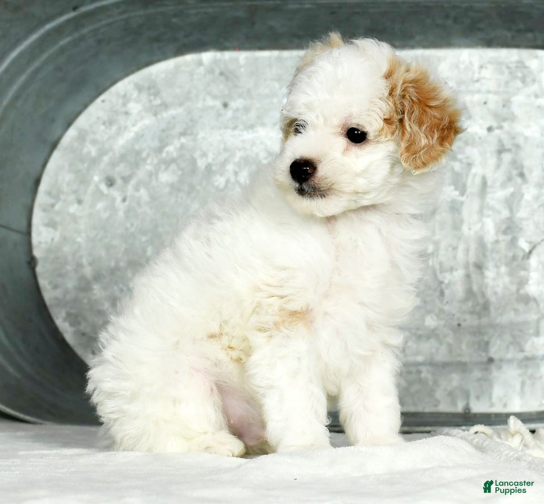 Toy Poodle dogs for sale: Kody Toy - Ad 8