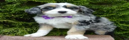 Mini Bernedoodle dogs for sale: Bailey - Ad 18