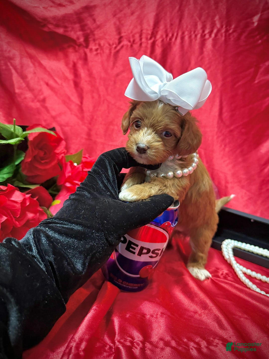 Yorkiepoo dogs for sale: Reese  - Ad 11