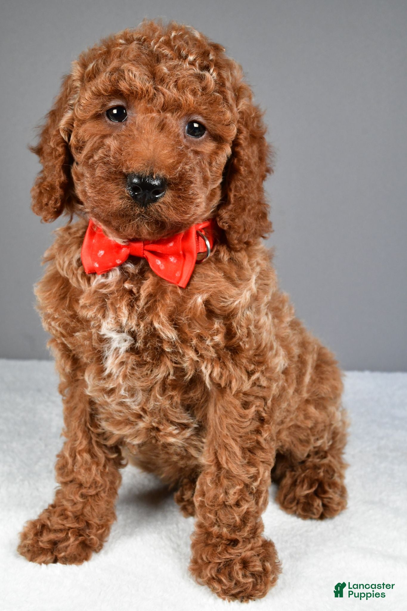 Miniature Poodle dogs Carson - Ad 1