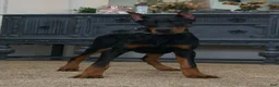 Doberman Pinscher dogs for sale: Natasha AKC European Doberman HUGE! - Ad 5