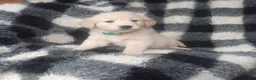 Golden Retriever dogs for sale: Molly - Ad 1