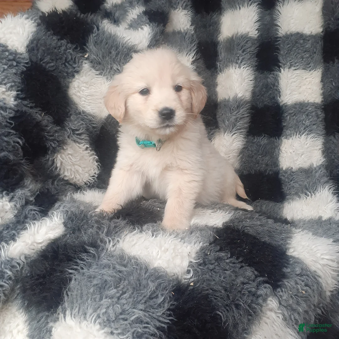 Golden Retriever dogs for sale: Molly - Ad 1