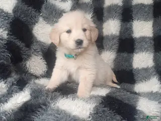 Golden Retriever dogs for sale: Molly - Ad 2