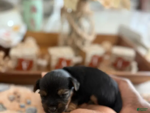 Yorkshire Terrier dogs for sale: Girl 2 - Ad 11