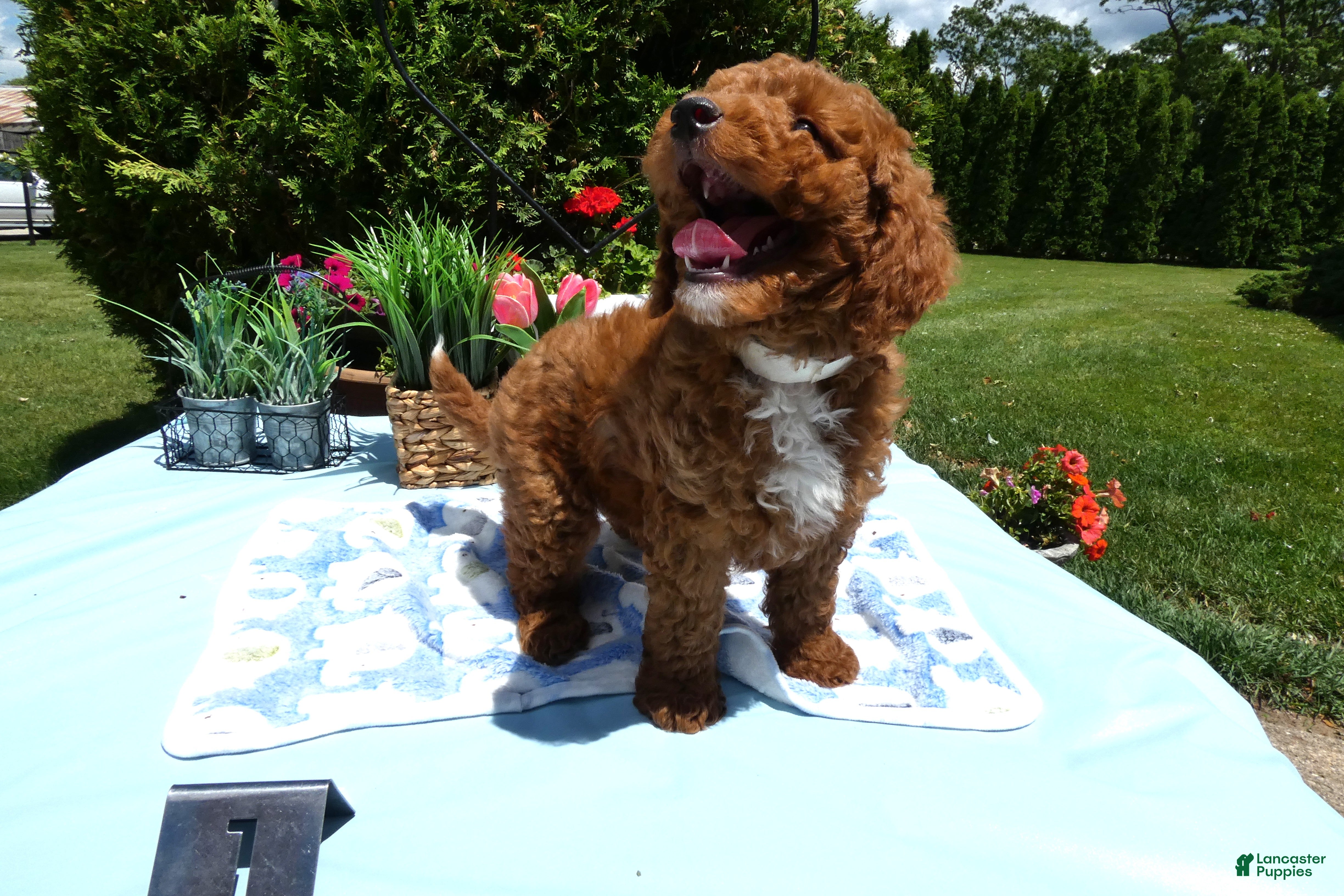 Mini Goldendoodle dogs Mini Goldendoodle 1 Trigger - Ad 2