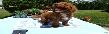 Mini Goldendoodle 1 Trigger