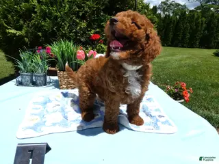 Mini Goldendoodle dogs Mini Goldendoodle 1 Trigger - Ad 12