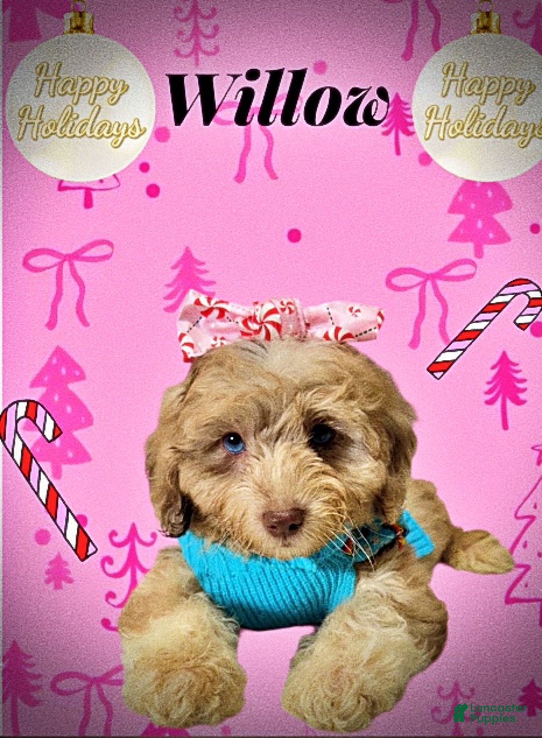 Havapoo dogs for sale: Willow - Ad 10