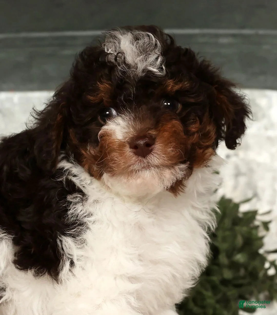 Toy Poodle dogs for sale: Max - Ad 9