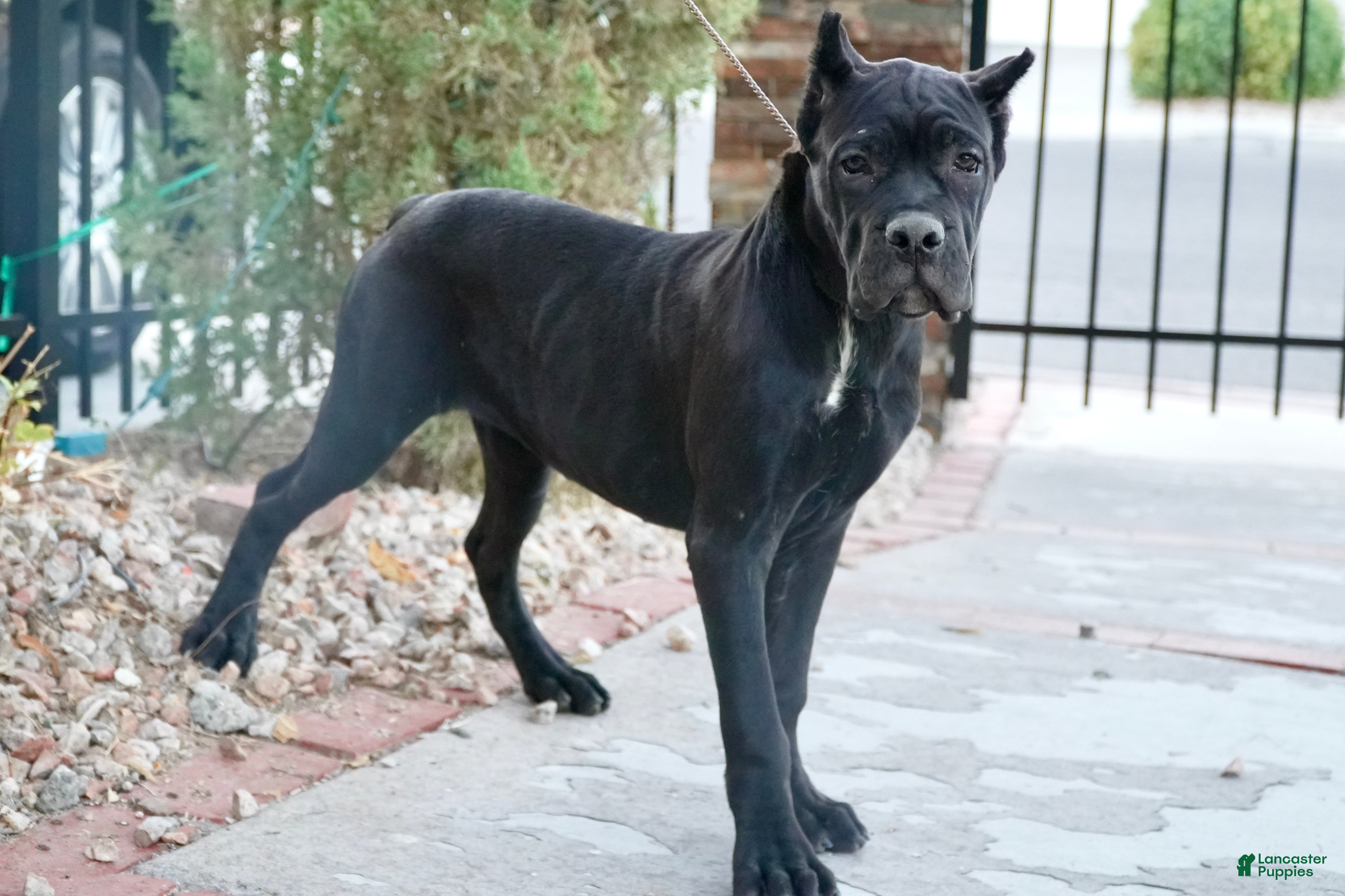 Cane Corso dogs Channel - Ad 1