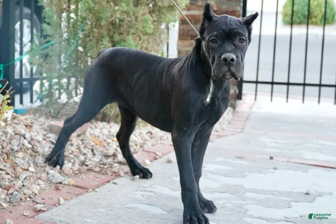 Cane Corso dogs for sale: Channel - Ad 1