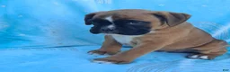 Boxer dogs for sale: Tinker - Ad 3
