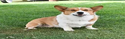 Welsh Corgi Pembroke dogs for sale: Kim  - Ad 7