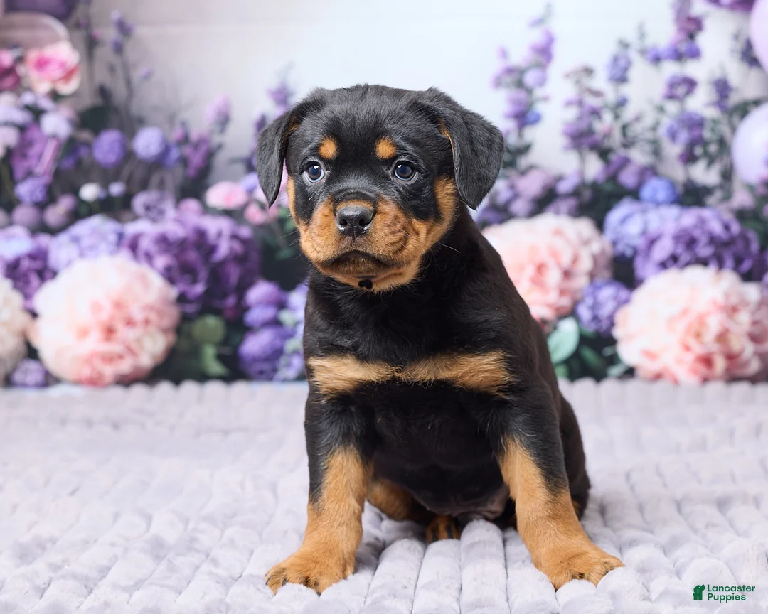 Rottweiler dogs for sale: Jackson - Ad 2