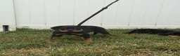 Rottweiler dogs for sale: Green collar boy  - Ad 3