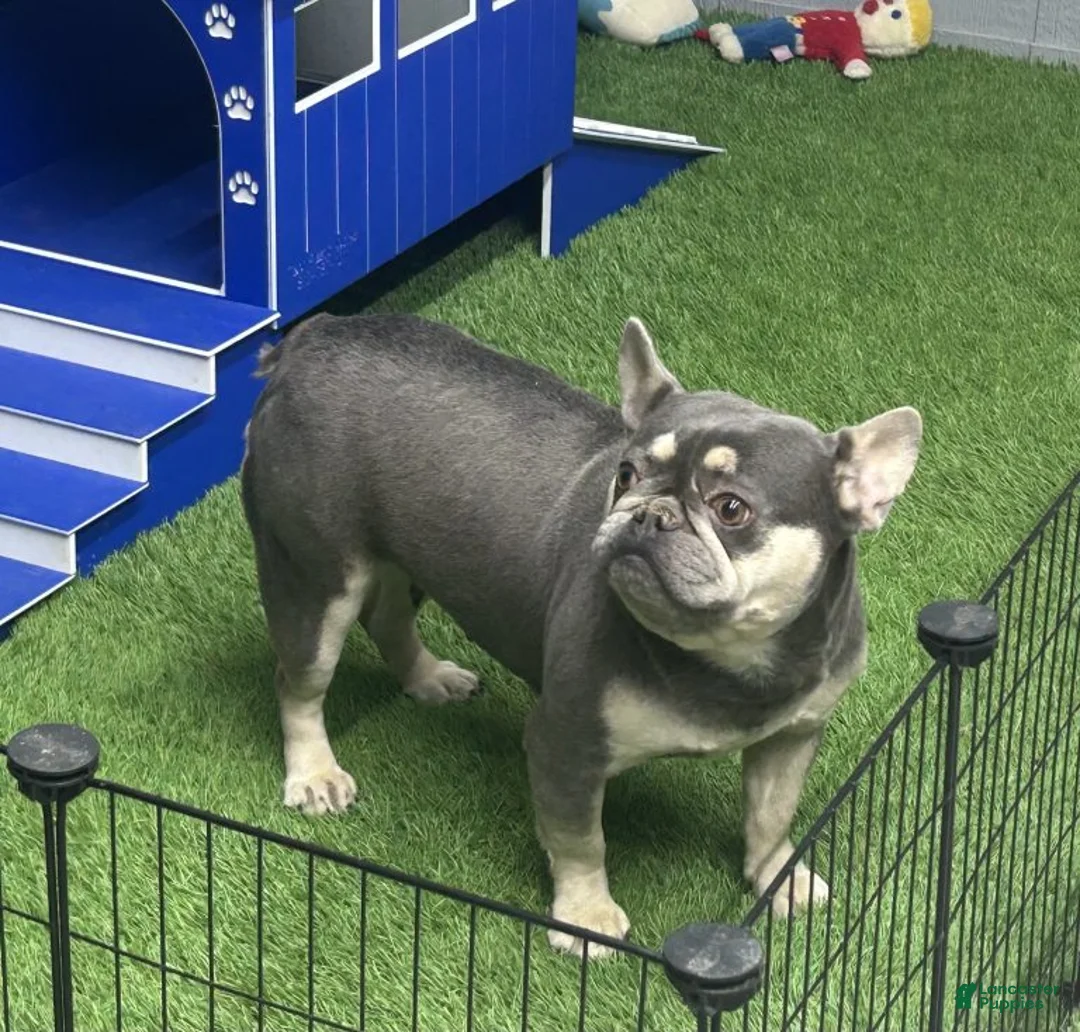 French Bulldog dogs for sale: Duke - Ad 5