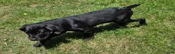 Cane Corso dogs for sale: Cain AKC red collar - Ad 5