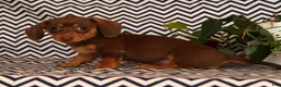 Miniature Dachshund dogs for sale: Abby - Ad 8
