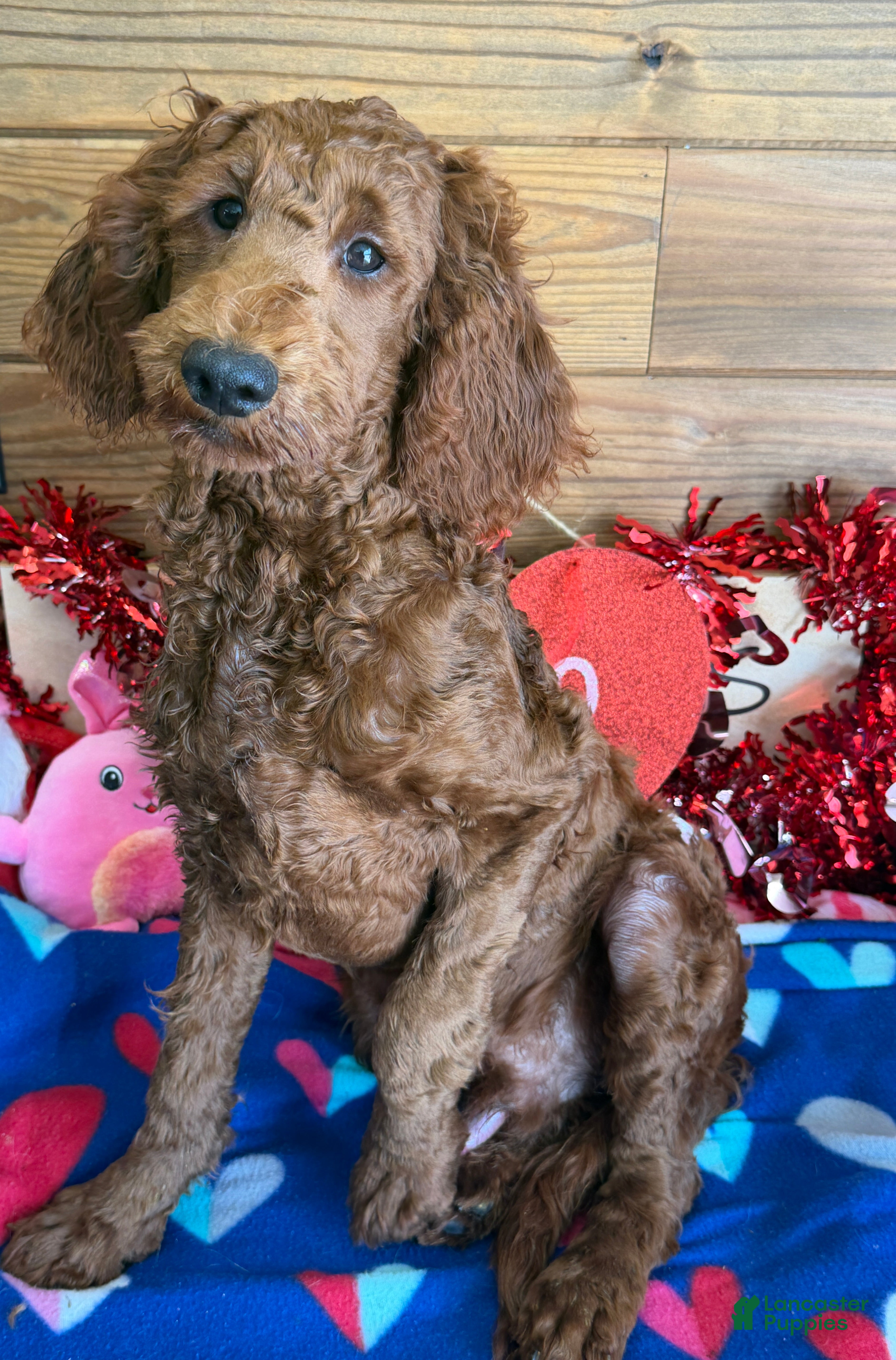 Mini Goldendoodle dogs Rip - Ad 34