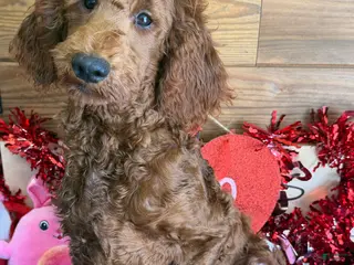 Mini Goldendoodle dogs Rip - Ad 34