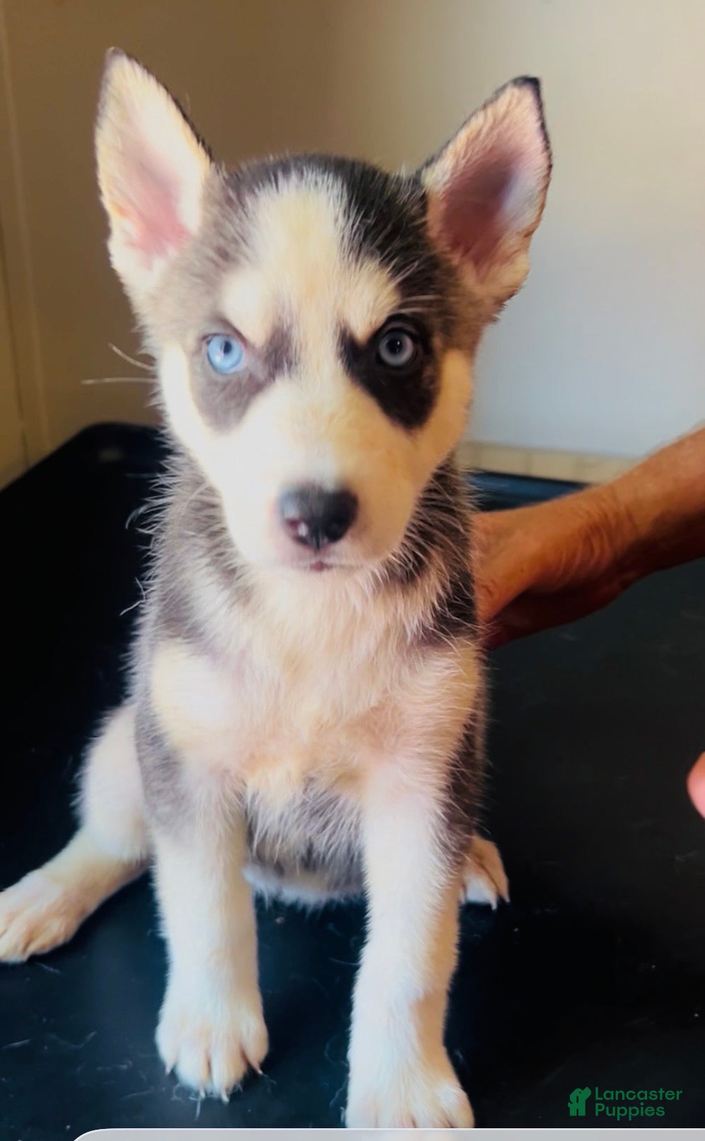 Siberian Husky dogs Siberian Husky 9 Nala - Ad 7
