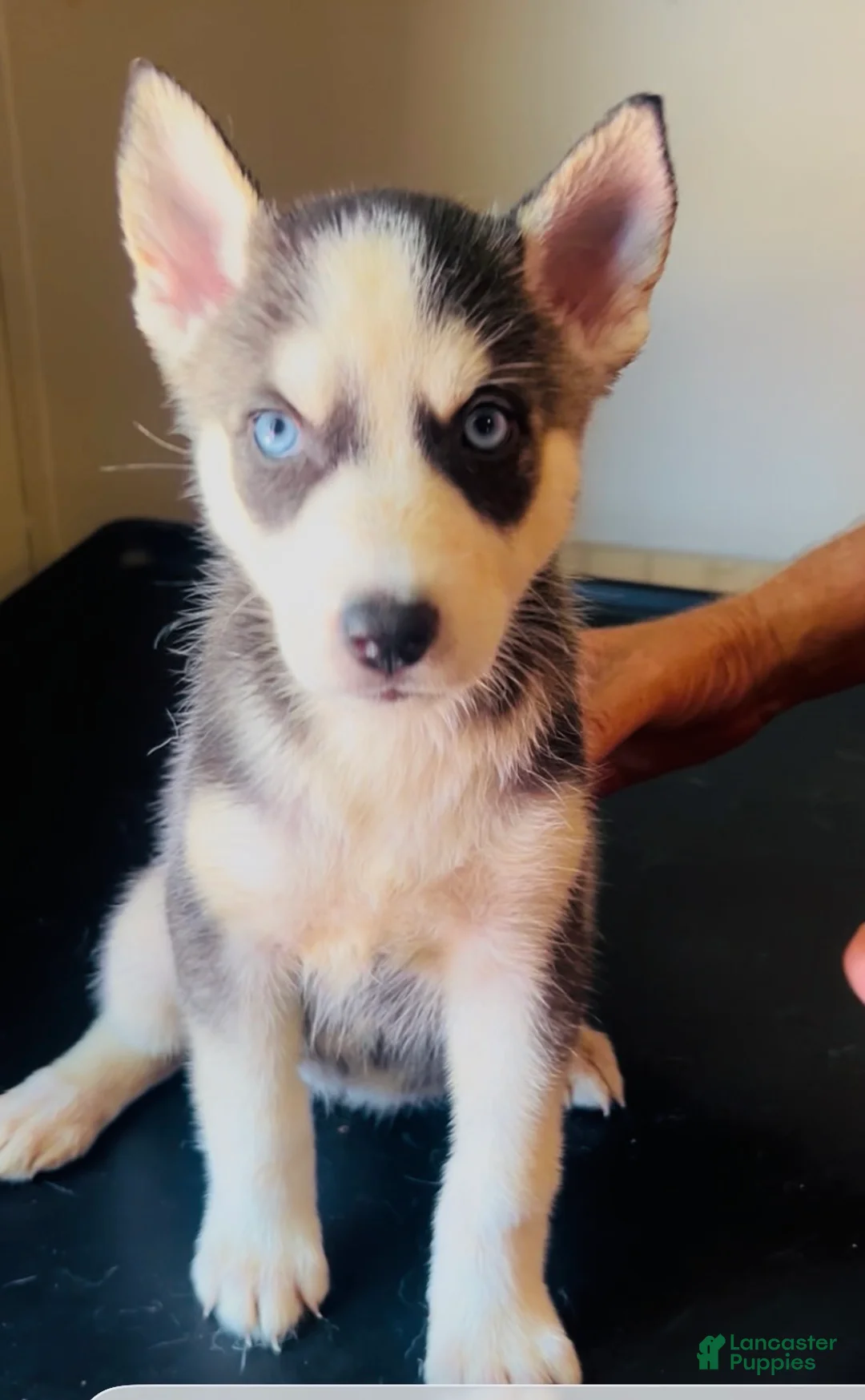 Siberian Husky dogs for sale: Siberian Husky 9 Nala - Ad 1