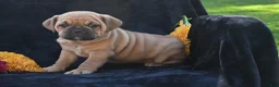 Mixed Breed dogs for sale: Ann - Ad 2