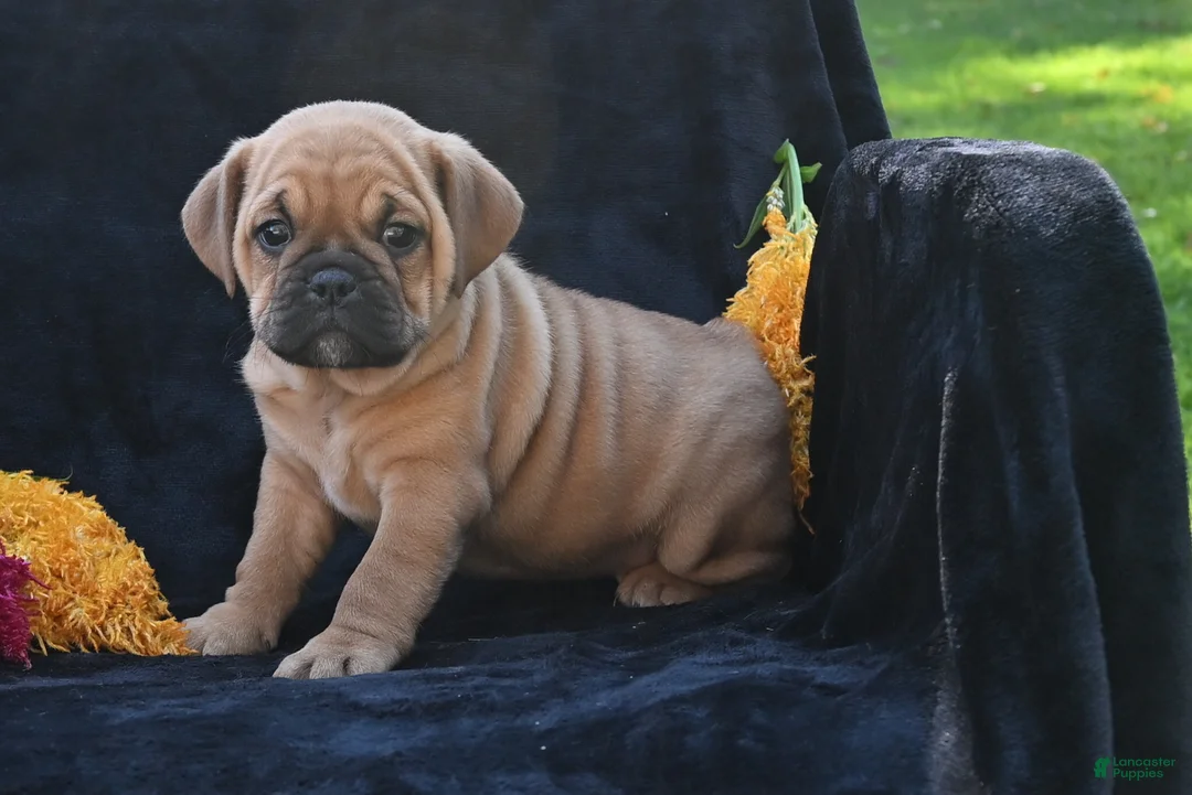 Mixed Breed dogs for sale: Ann - Ad 2