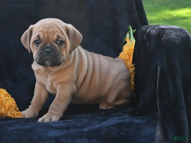 Mixed Breed dogs for sale: Ann - Ad 2