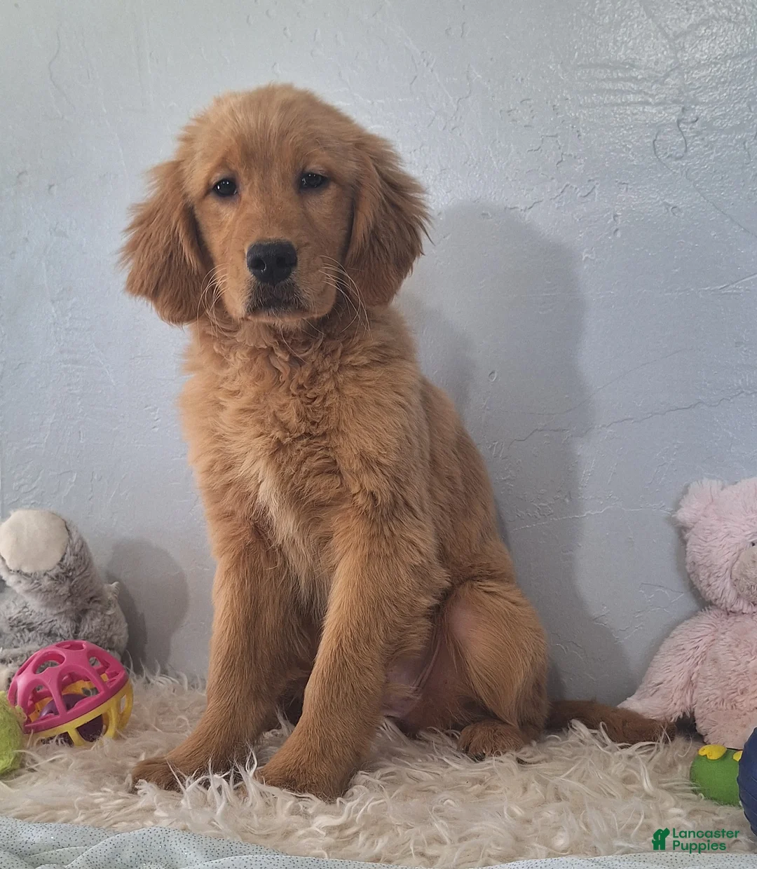 Golden Retriever dogs for sale: Brooklyn - Ad 2