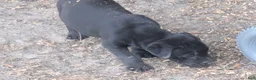Mixed Breed dogs for sale: Black Bullmastador pup - Ad 4