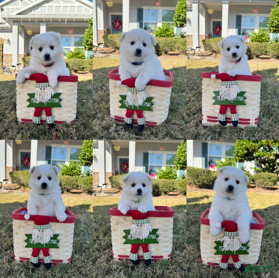 American Eskimo dogs for sale: Brie - Ad 7