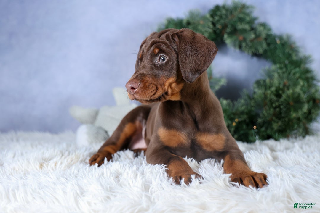 Doberman Pinscher dogs for sale: TRIXIE - Ad 16