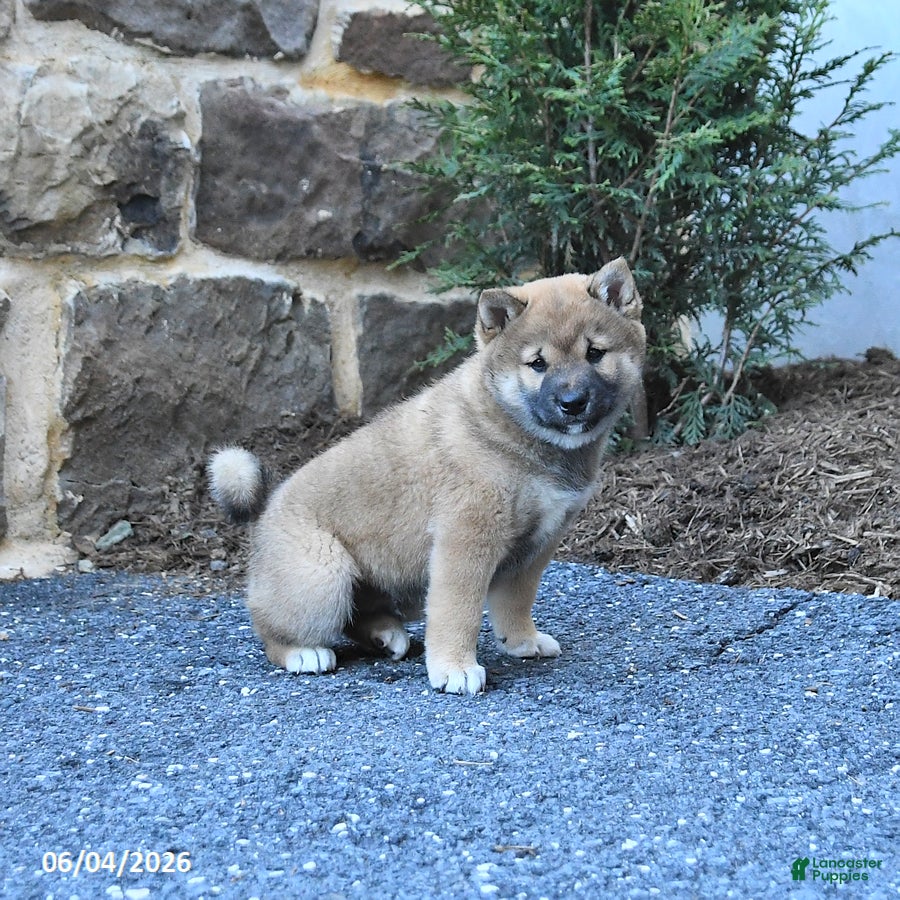 Shiba Inu dogs for sale: Shiloh - Ad 4