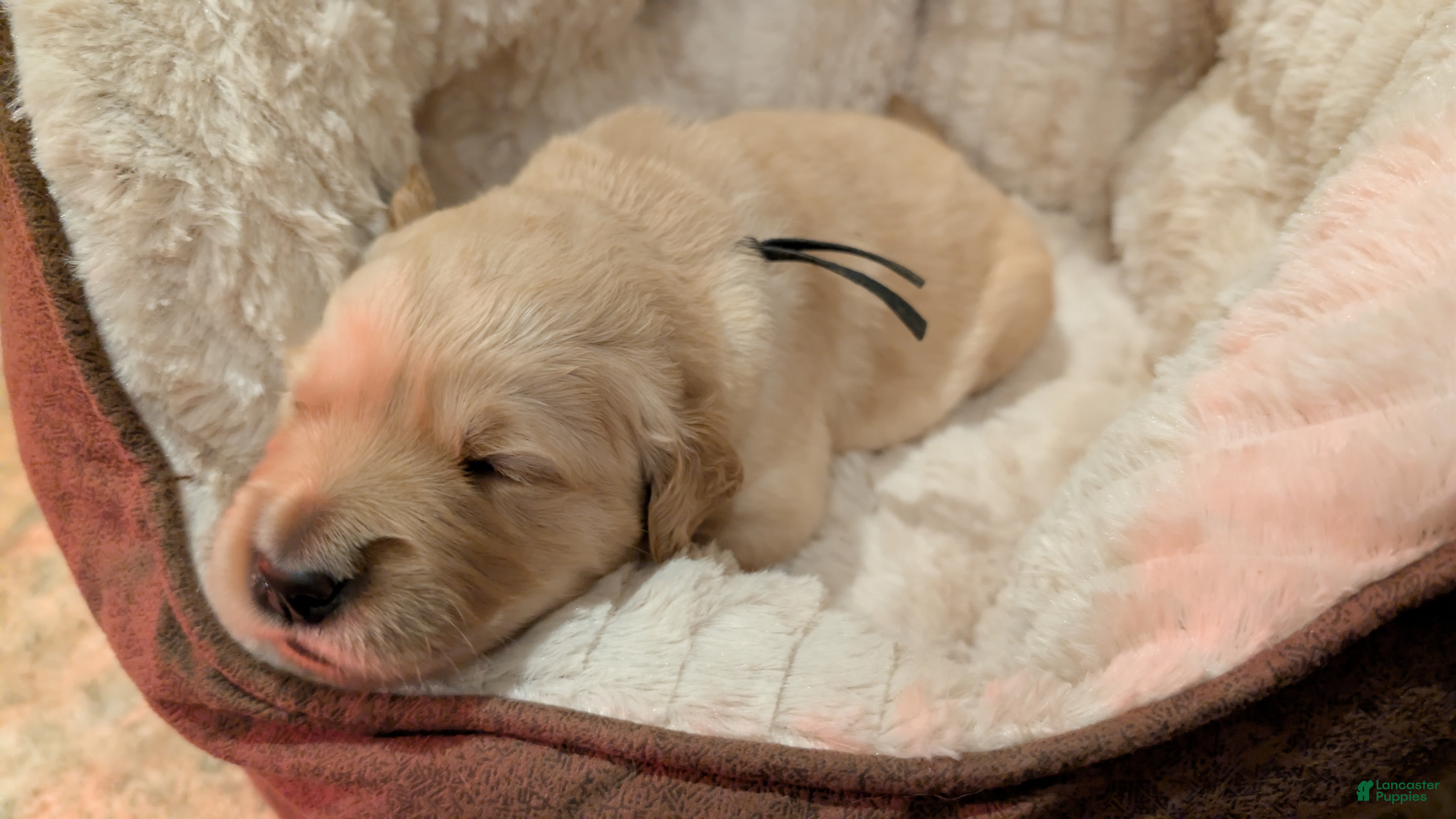 Golden Retriever dogs Golden Retriever (Black Collar) - Ad 1