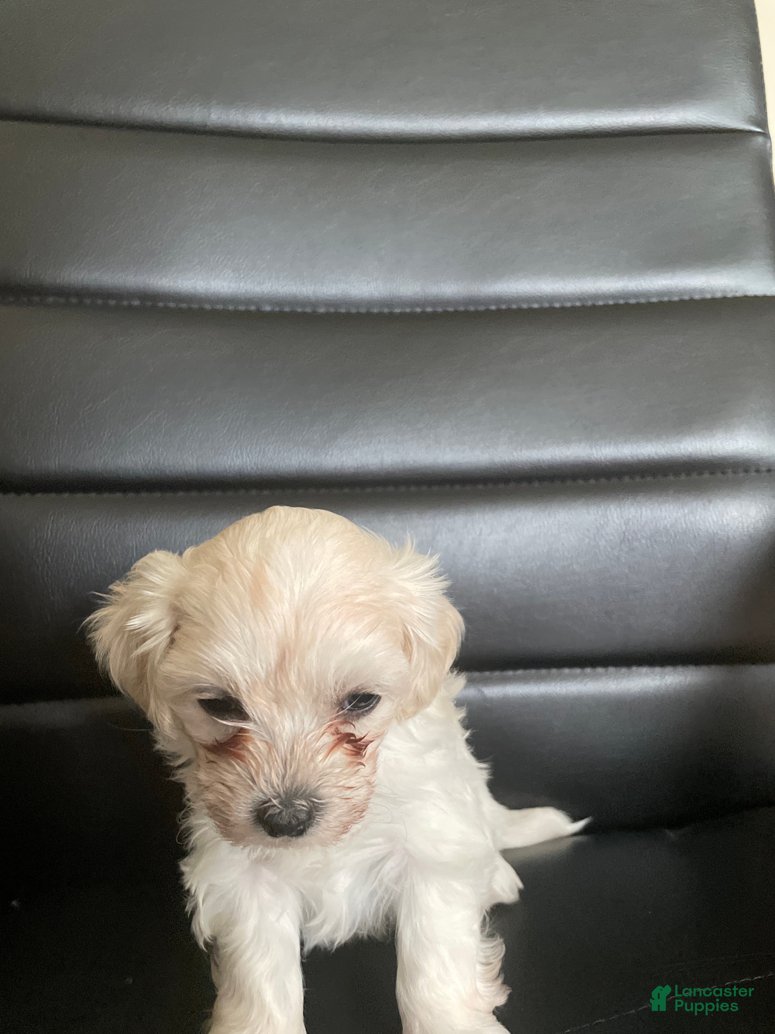 Shihpoo dogs Shihpoo 5 - Ad 1