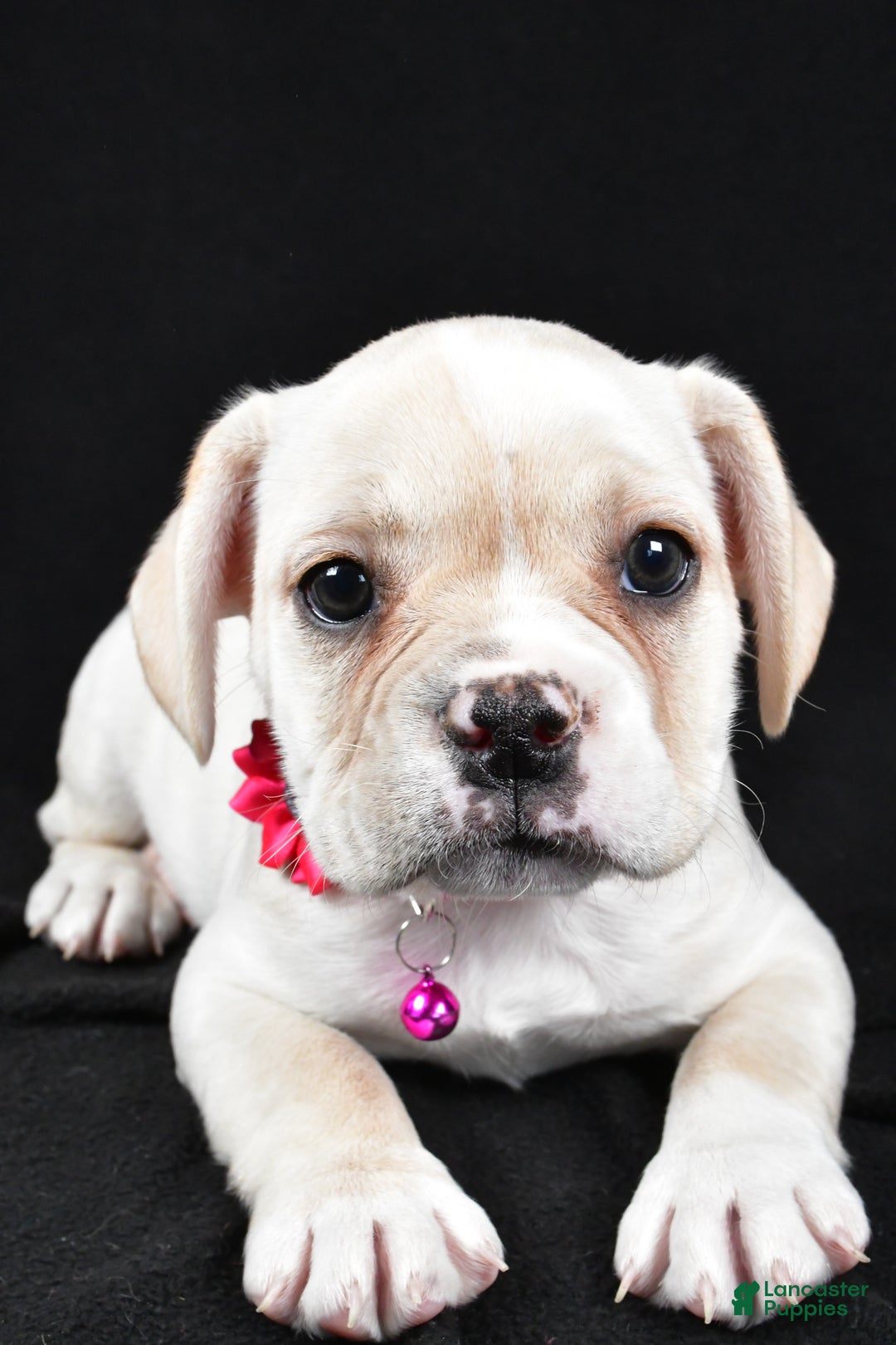 Mixed Breed dogs for sale: Dolly - Ad 4