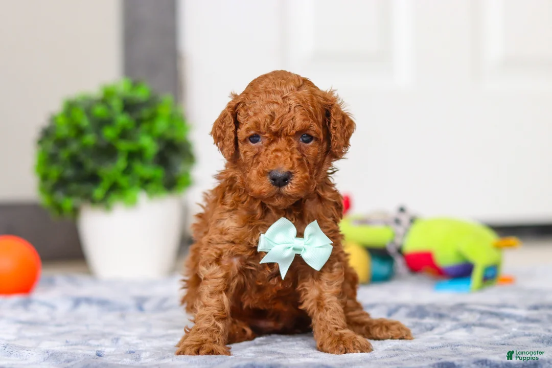Mini Goldendoodle dogs for sale: Mitch - Ad 7