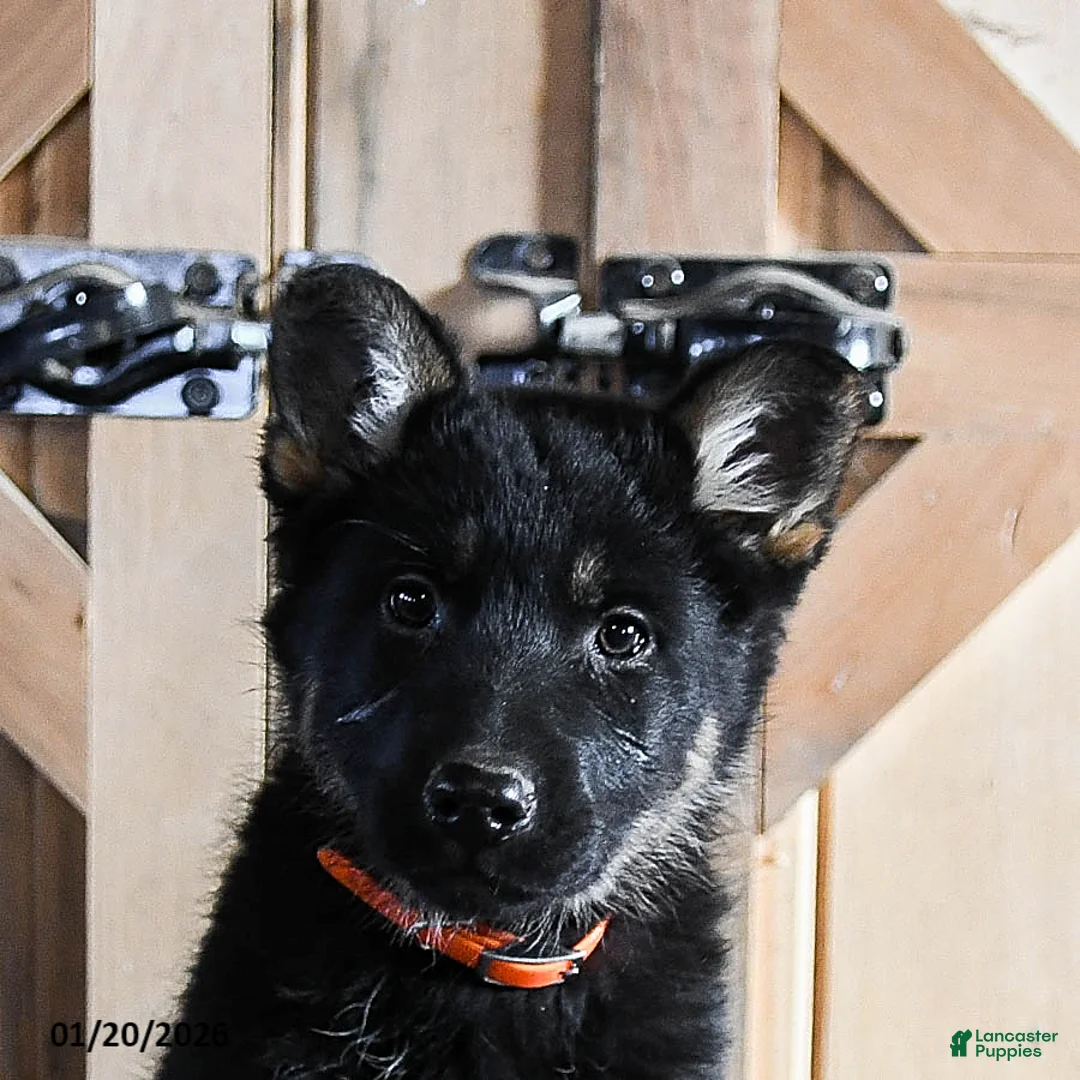 German Shepherd dogs for sale: Mandy - Ad 5